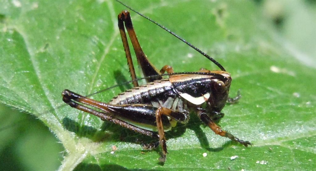 Neanide di Eupholidoptera sp.